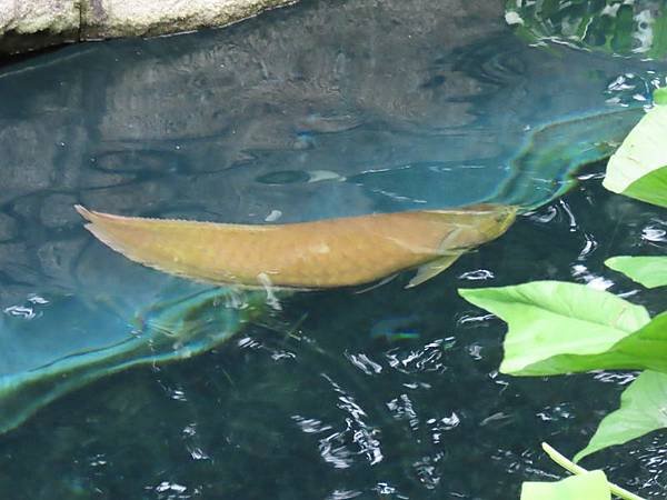 20231022_台北市_木柵動物園_熱帶雨林區