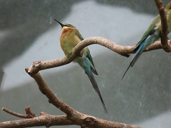 20231022_台北市_木柵動物園_熱帶雨林區