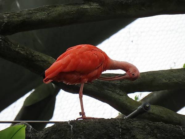 20231022_台北市_木柵動物園_熱帶雨林區