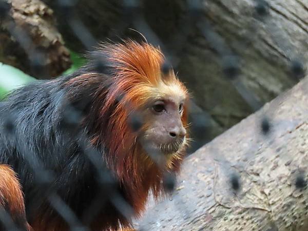 20231022_台北市_木柵動物園_熱帶雨林區