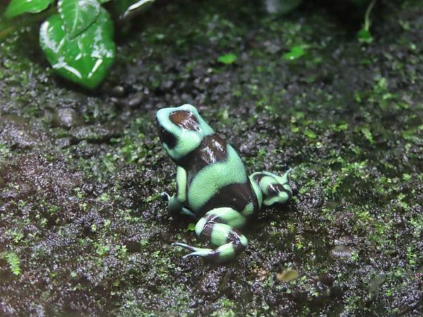 20231022_台北市_木柵動物園_熱帶雨林區