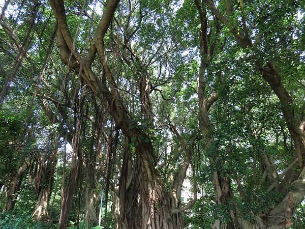 IMG_0354 (自訂).JPG