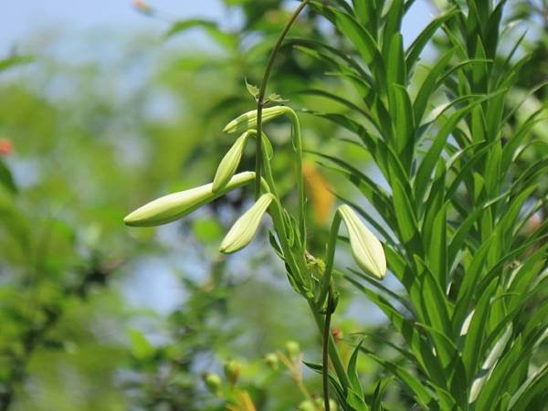 IMG_0370 (自訂).JPG