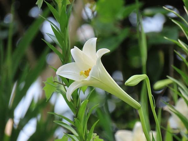 IMG_0364 (自訂).JPG