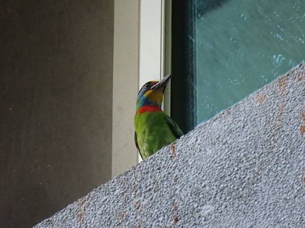 IMG_0379 (自訂).JPG
