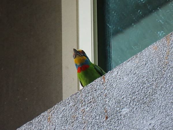 IMG_0385 (自訂).JPG
