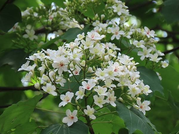 IMG_0444 (自訂).JPG