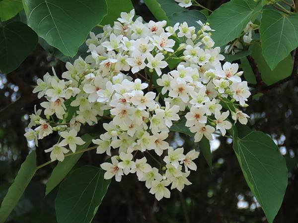 IMG_0456 (自訂).JPG