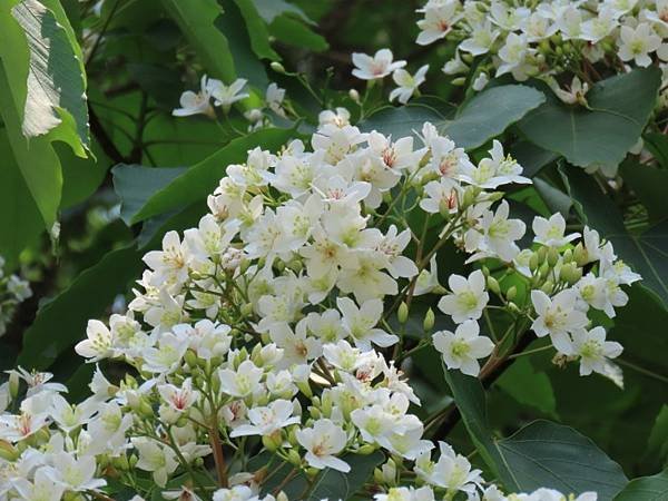 IMG_0453 (自訂).JPG