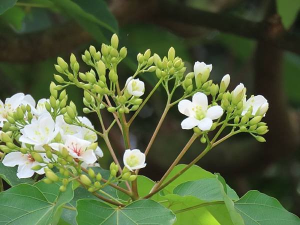 IMG_0459 (自訂).JPG
