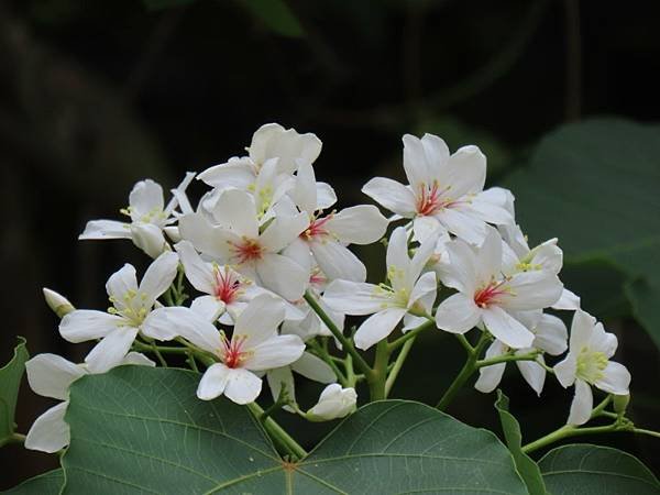 IMG_0462 (自訂).JPG