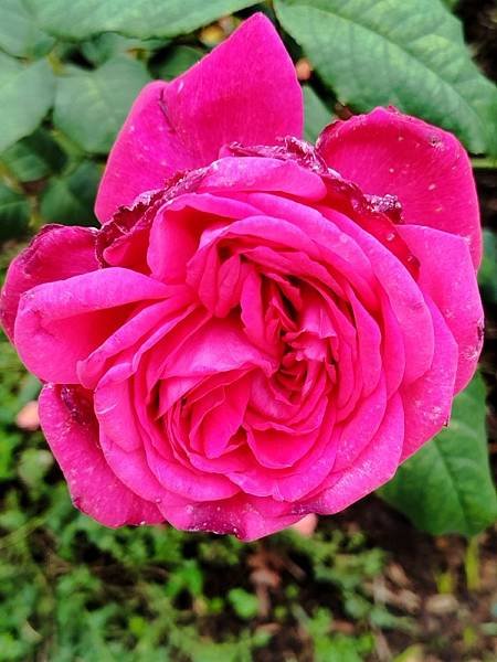 IMG_20250317_103303 (自訂).jpg