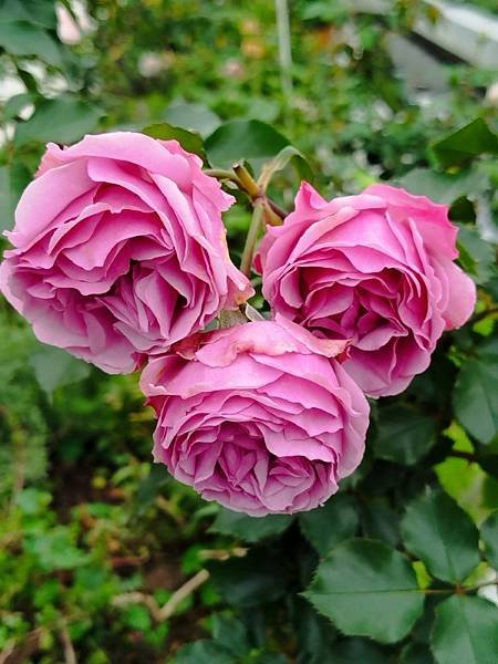 IMG_20250317_103741 (自訂).jpg