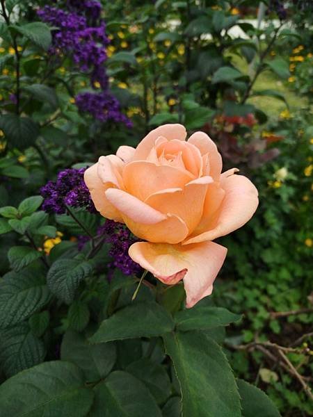 IMG_20250317_104105 (自訂).jpg