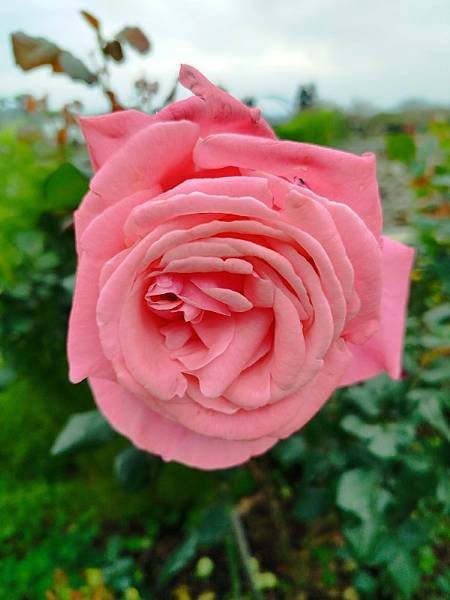 IMG_20250317_104639 (自訂).jpg