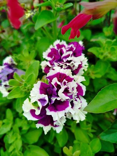 IMG_20250317_104715 (自訂).jpg