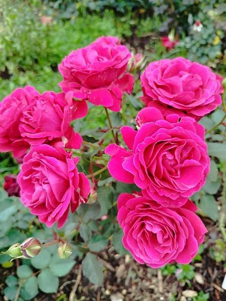 IMG_20250317_104912 (自訂).jpg