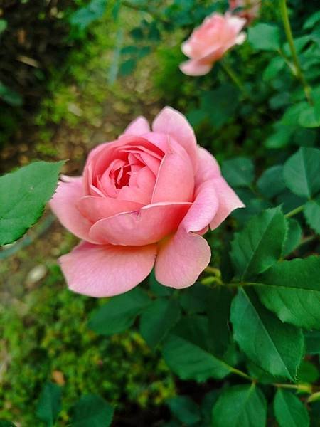IMG_20250317_104932 (自訂).jpg