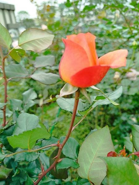 IMG_20250317_105004 (自訂).jpg