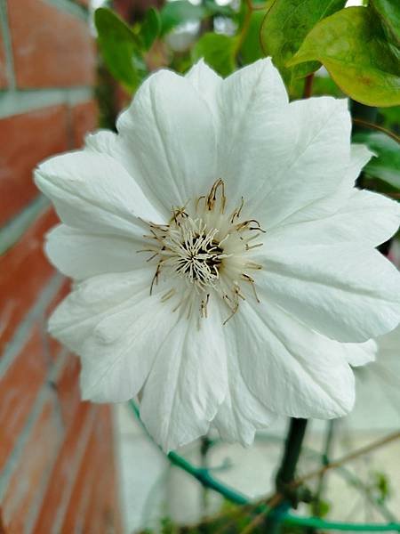 IMG_20250317_113904 (自訂).jpg