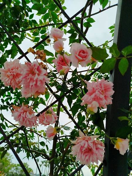 IMG_20250317_110252 (自訂).jpg