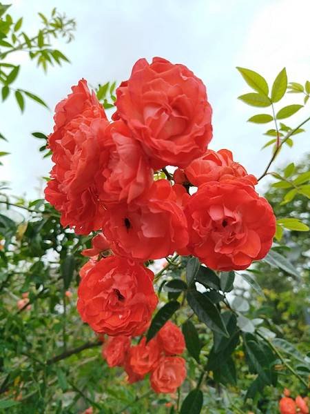 IMG_20250317_114444 (自訂).jpg
