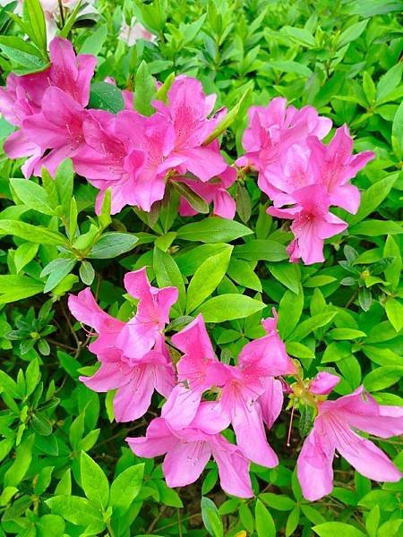 IMG_20250319_145211 (自訂).jpg