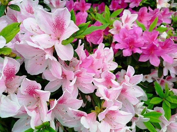 IMG_20250319_145905 (自訂).jpg