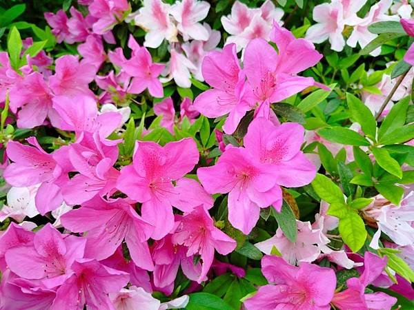 IMG_20250319_145856 (自訂).jpg
