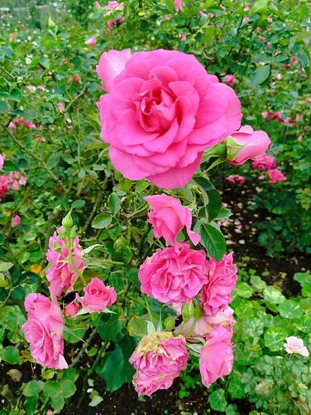 IMG_20250317_120925 (自訂).jpg