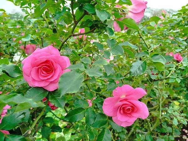 IMG_20250317_120934 (自訂).jpg