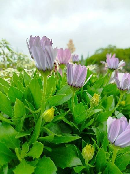 IMG_20250317_121034 (自訂).jpg