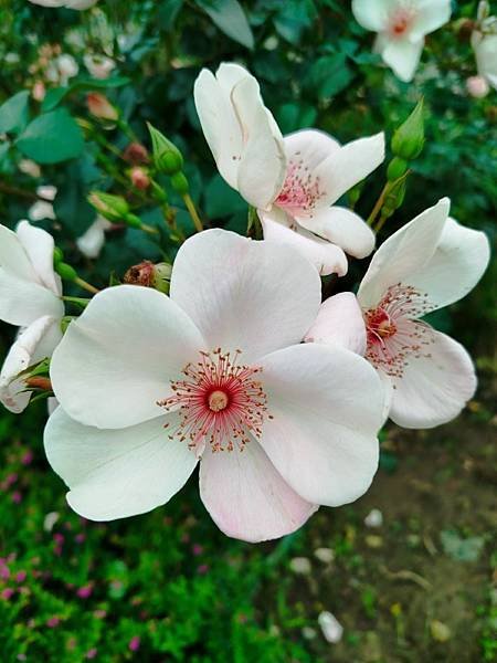 IMG_20250317_121048 (自訂).jpg