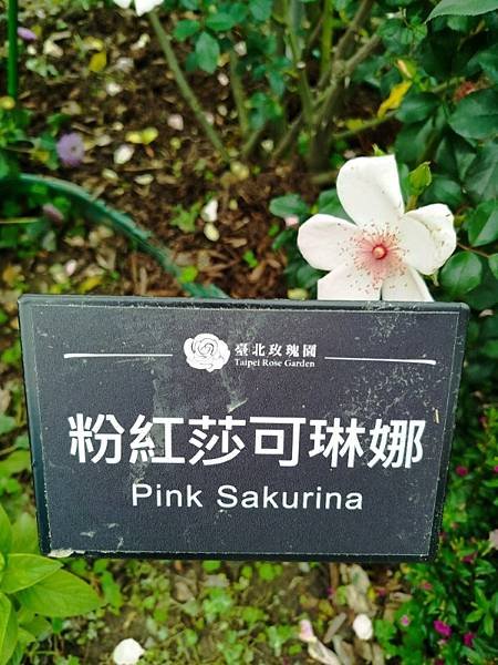 IMG_20250317_121117 (自訂).jpg