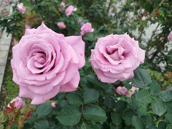 IMG_20250317_121350 (自訂).jpg