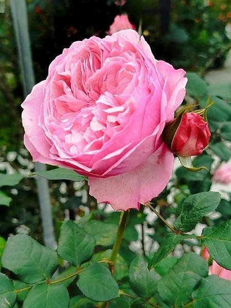 IMG_20250317_122126 (自訂).jpg