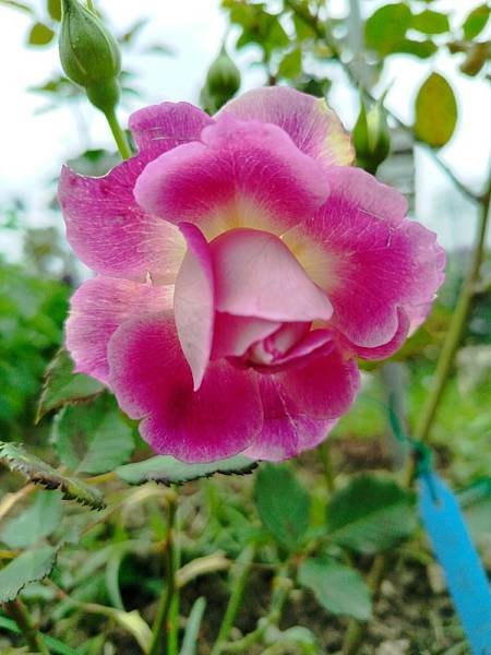 IMG_20250317_122513 (自訂).jpg