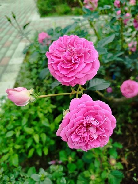 IMG_20250317_122718 (自訂).jpg