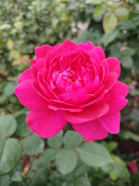 IMG_20250317_123159 (自訂).jpg