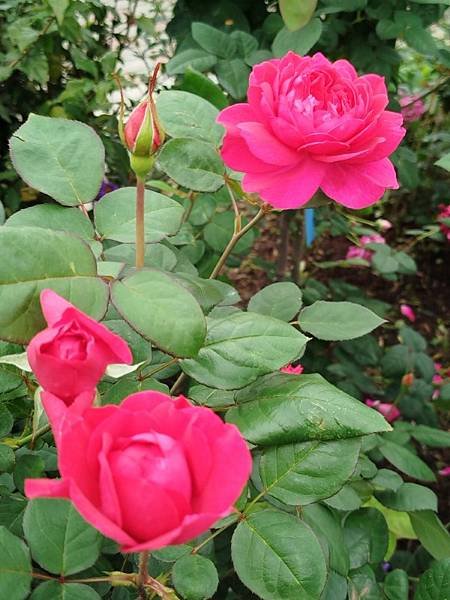 IMG_20250317_123322 (自訂).jpg