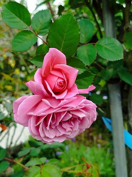 IMG_20250317_123619 (自訂).jpg