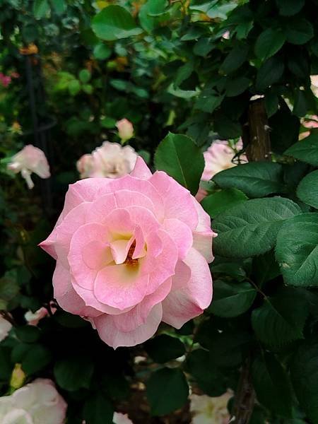 IMG_20250317_124336 (自訂).jpg