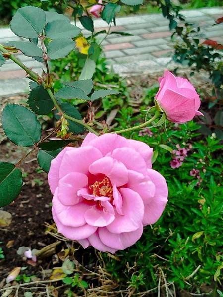 IMG_20250317_124847 (自訂).jpg