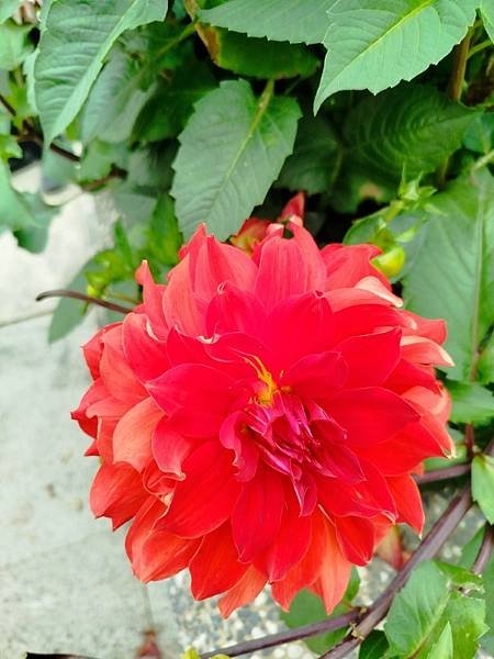IMG_20250317_132054 (自訂).jpg