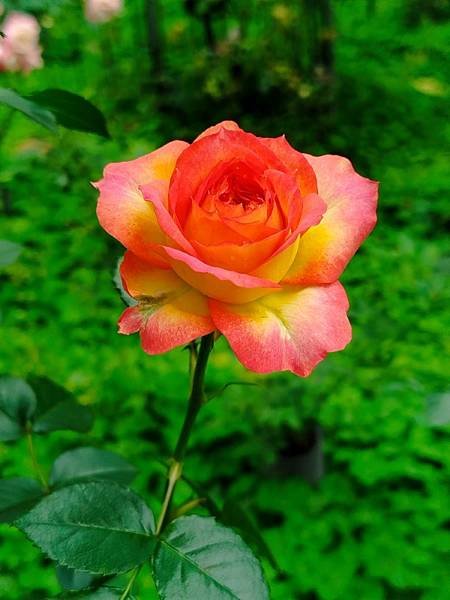 IMG_20250317_133539 (自訂).jpg
