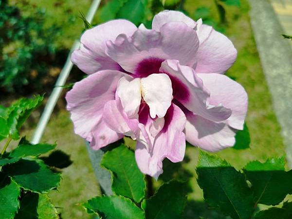 IMG_20250324_114624 (自訂).jpg