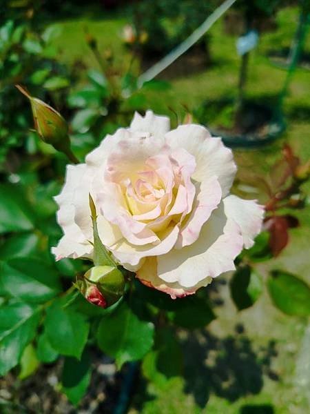 IMG_20250324_114636 (自訂).jpg