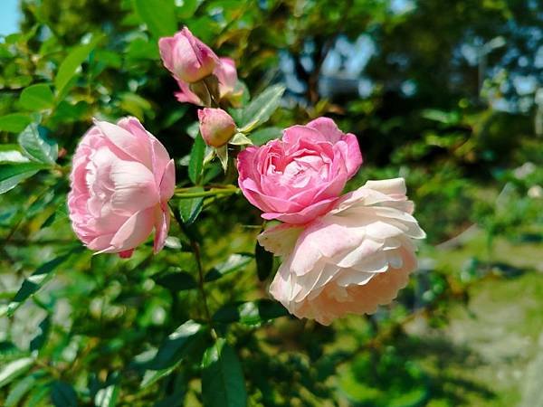 IMG_20250324_114649 (自訂).jpg