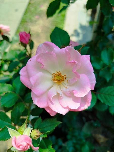 IMG_20250324_114706 (自訂).jpg