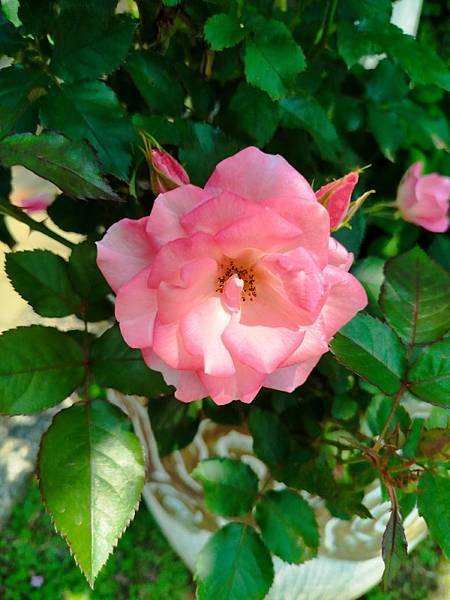 IMG_20250324_114811 (自訂).jpg